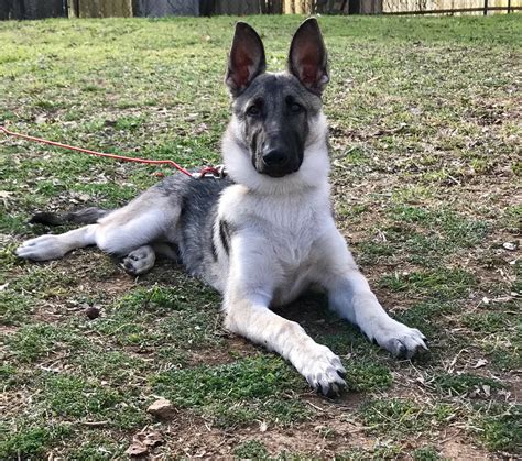 com Aussie-Corgi <strong>Puppies for Sale</strong> near Porters Sideling, Pennsylvania, USA, Page 1 (10 per. . Silver sable german shepherd puppies for sale